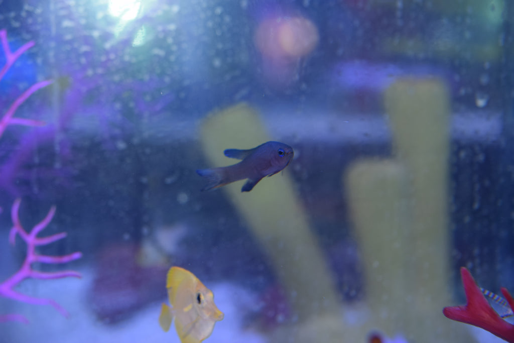 Blue Assessor Basslet