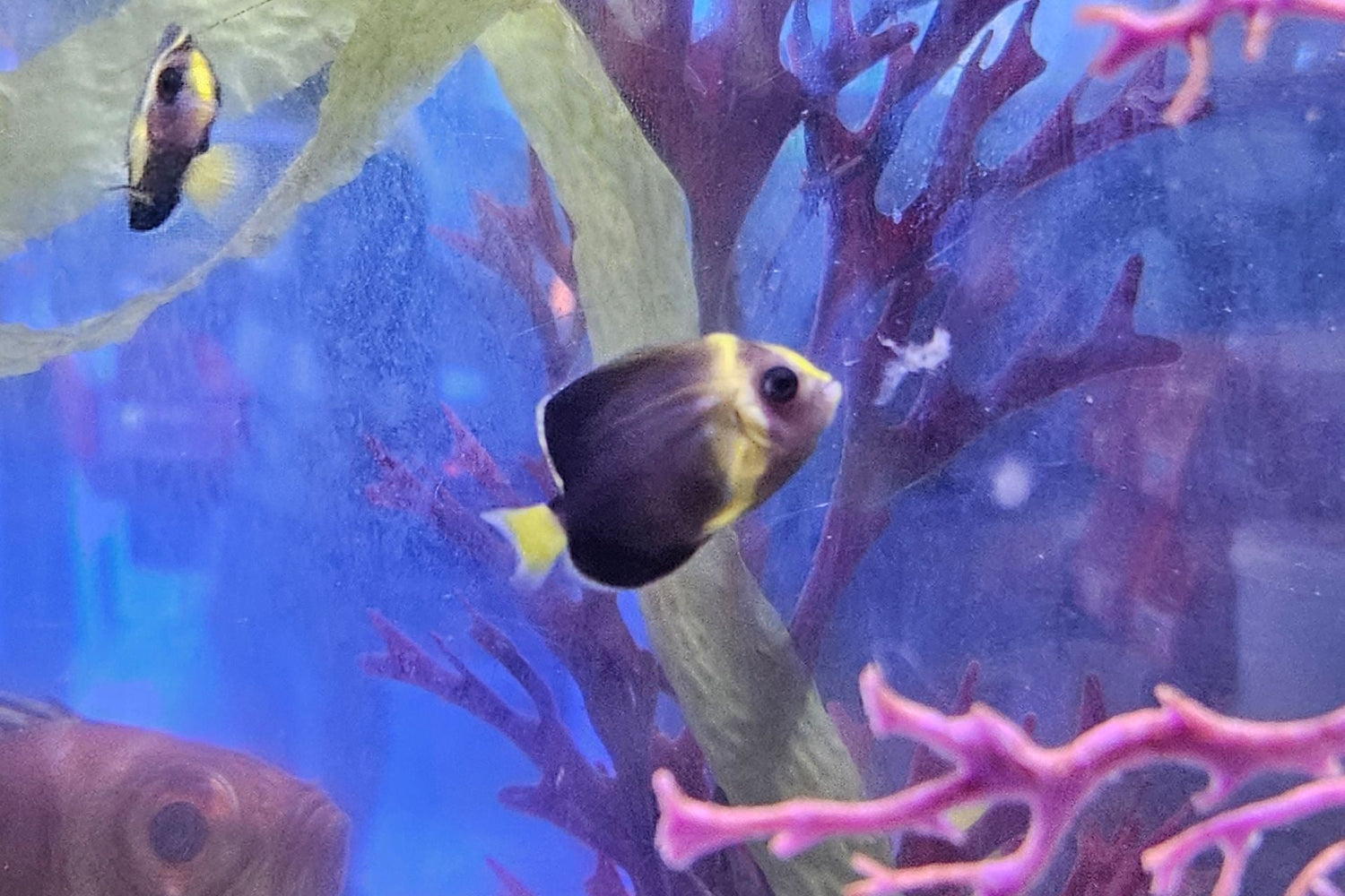 Septentrionalis Angel