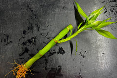 Bamboo (Terrestrial)