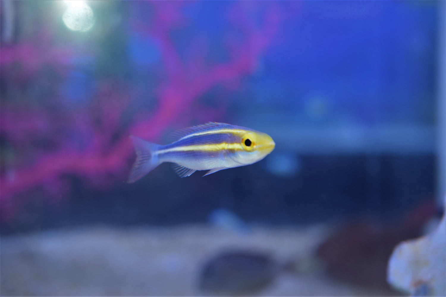 Banana Fish
