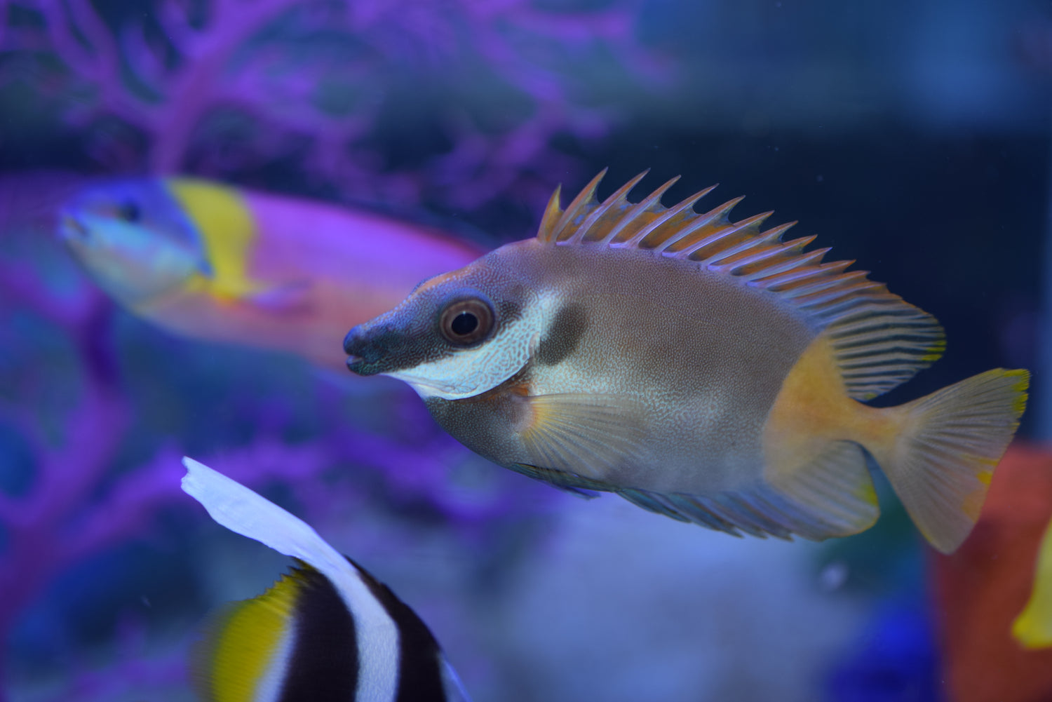 Bicolor Foxface
