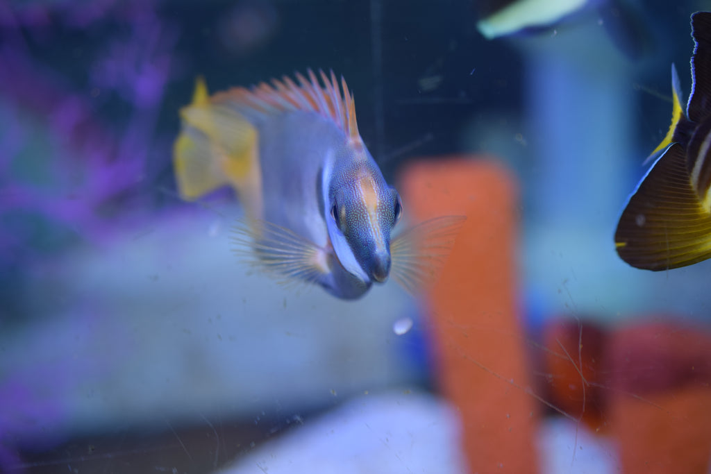 Bicolor Foxface