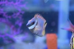 Bicolor Foxface