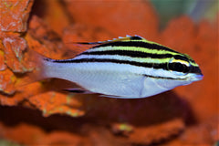Two-Lined Monocle Bream