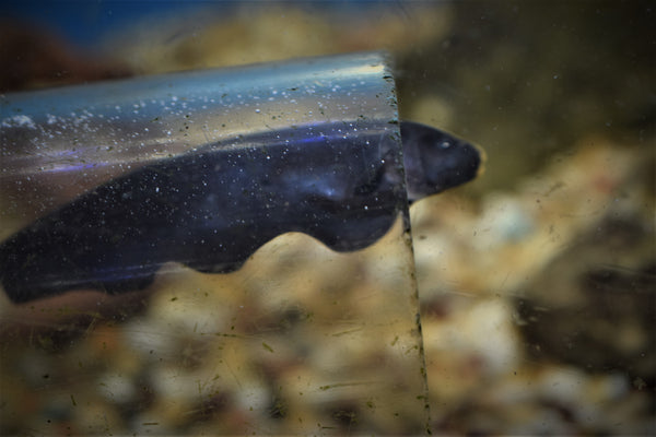 Black shops ghost fish care