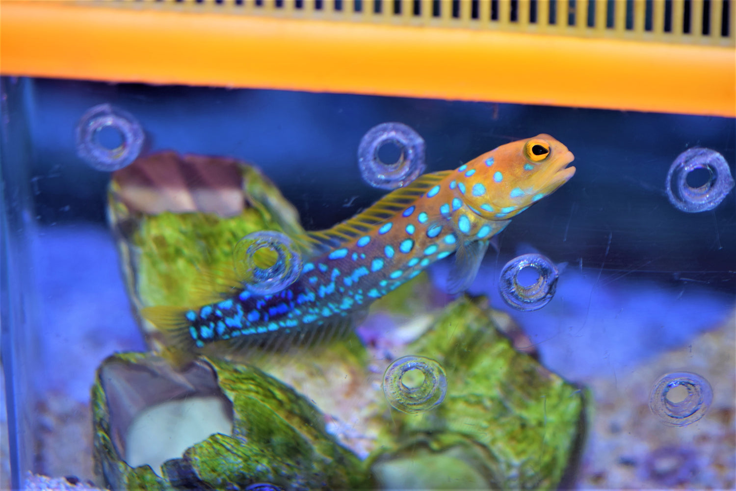 Blue Dot Jawfish