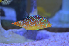 Blue Dot Pufferfish