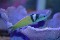 Blue Head Wrasse