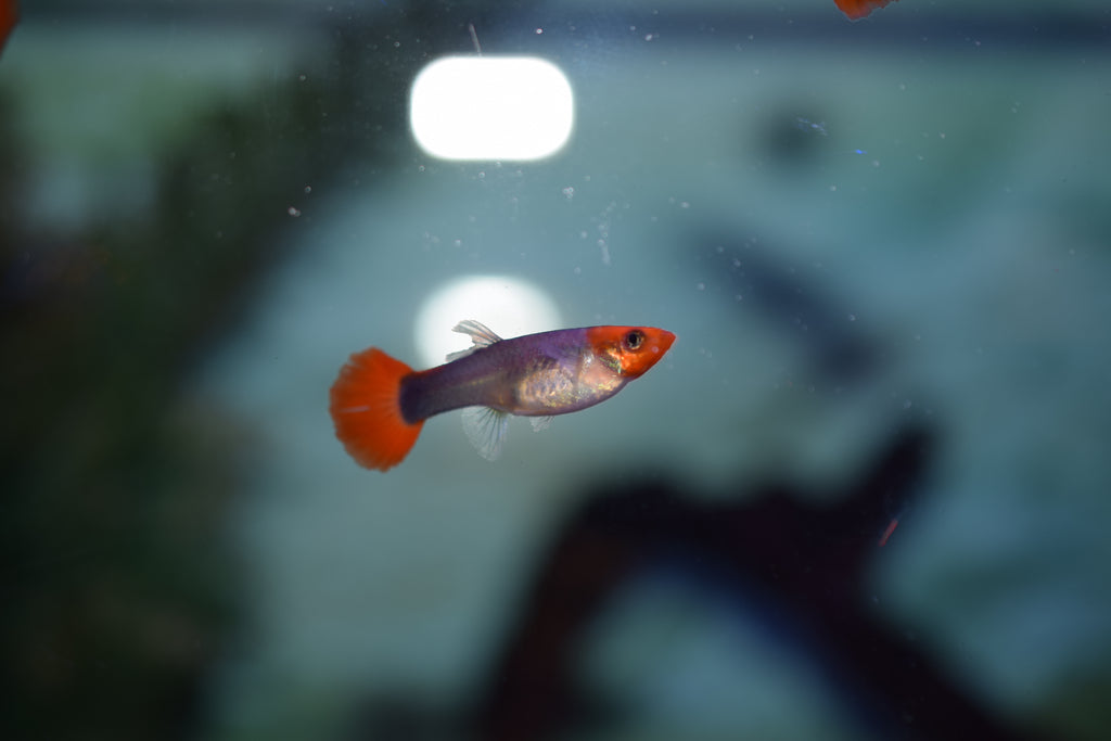 Blue Koi Guppy Pairs