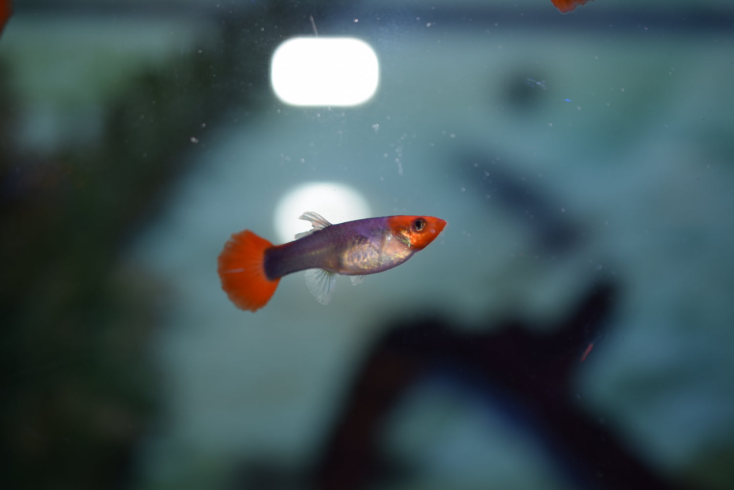 Blue Koi Guppy Pairs