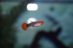 Blue Koi Guppy Pairs