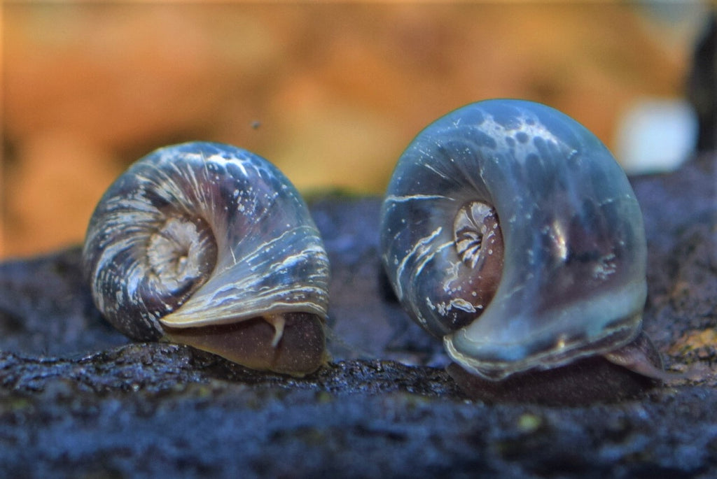 Blue Ramshorn Snail