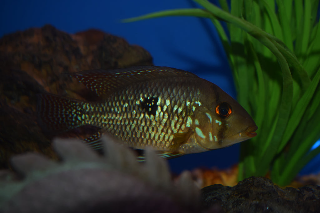 Geophagus brasiliensis