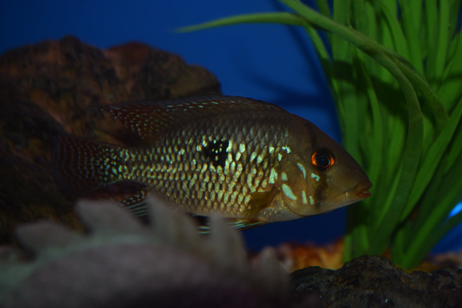 Geophagus brasiliensis