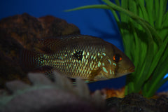 Geophagus brasiliensis