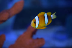 Clarkii Clownfish