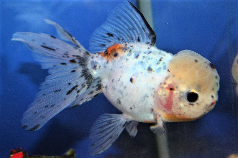 Calico Oranda