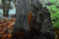 Calico Bushynose Pleco