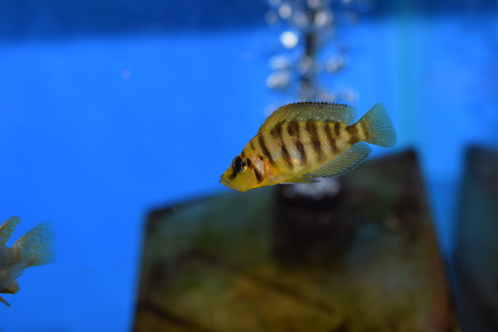 Altolamp. calvus "Yellow"