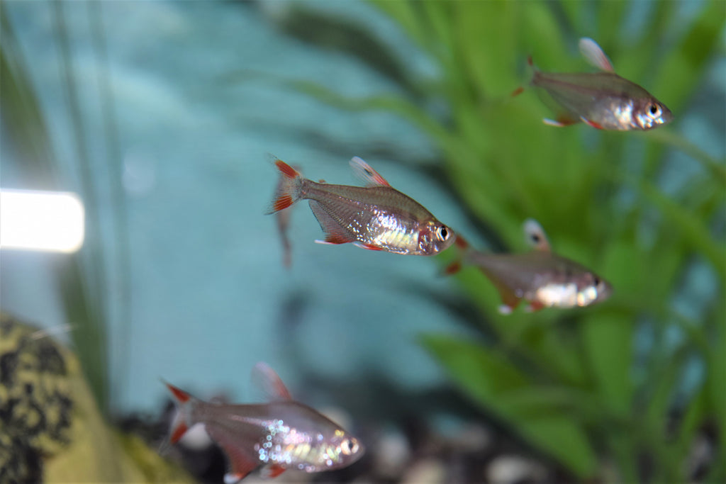 Candy Cane Tetra