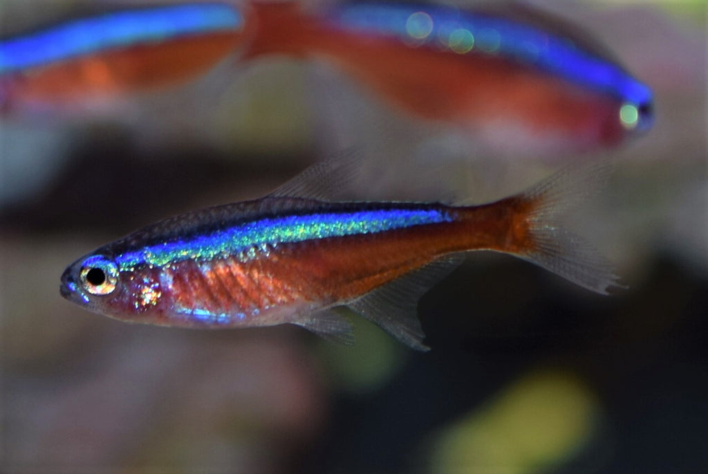 Cardinal Tetra