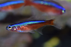 Cardinal Tetra
