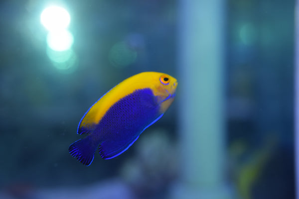 洋楽 Angelfish 1100702_grande.jpg?v=1757700716