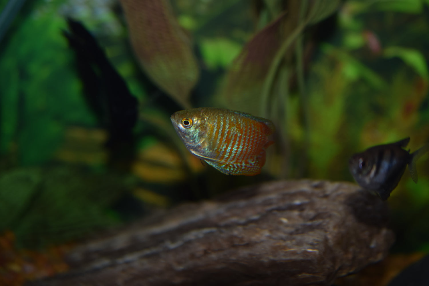Cinnamon Dwarf Gourami
