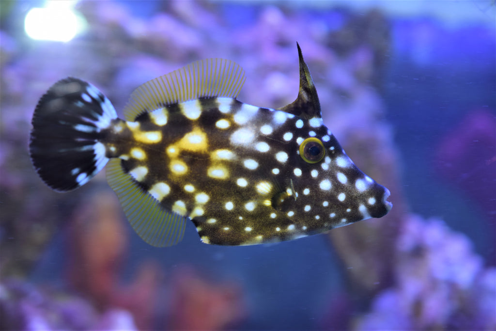 Clown Filefish