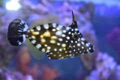 Clown Filefish