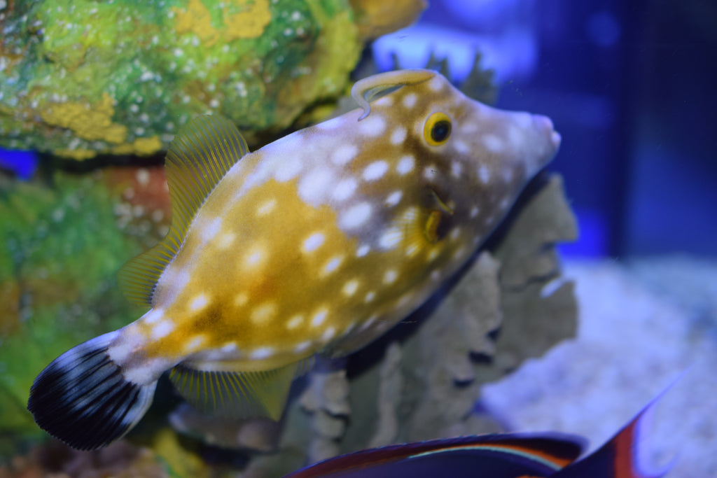 Clown Filefish