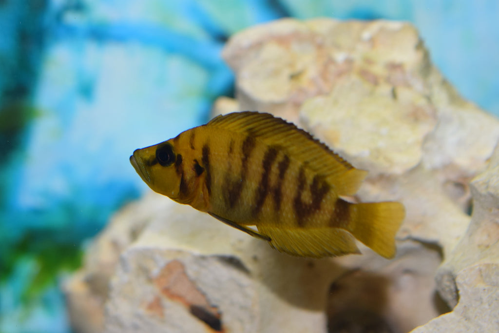 Altolamp. compressiceps "Orange"