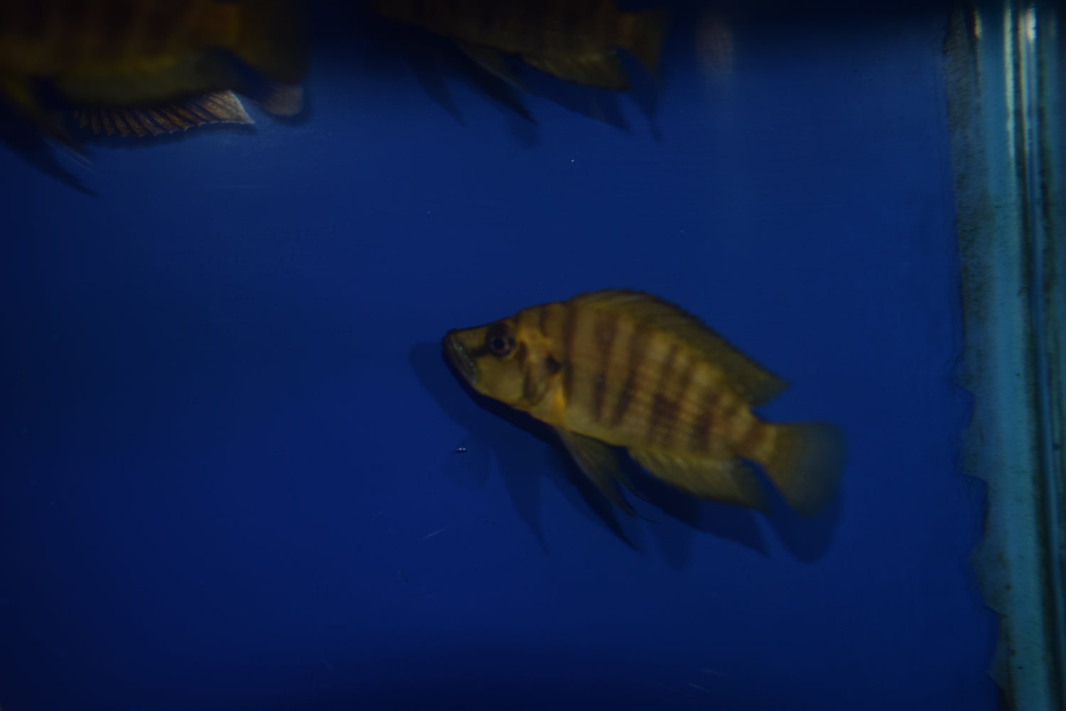 Altolamp. compressiceps "Kachese Gold"