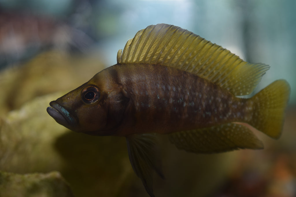Altolamp. compressiceps "Kagunga Red Fin"