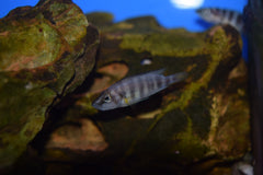 Altolamp. compressiceps "Sumbu Shellie"