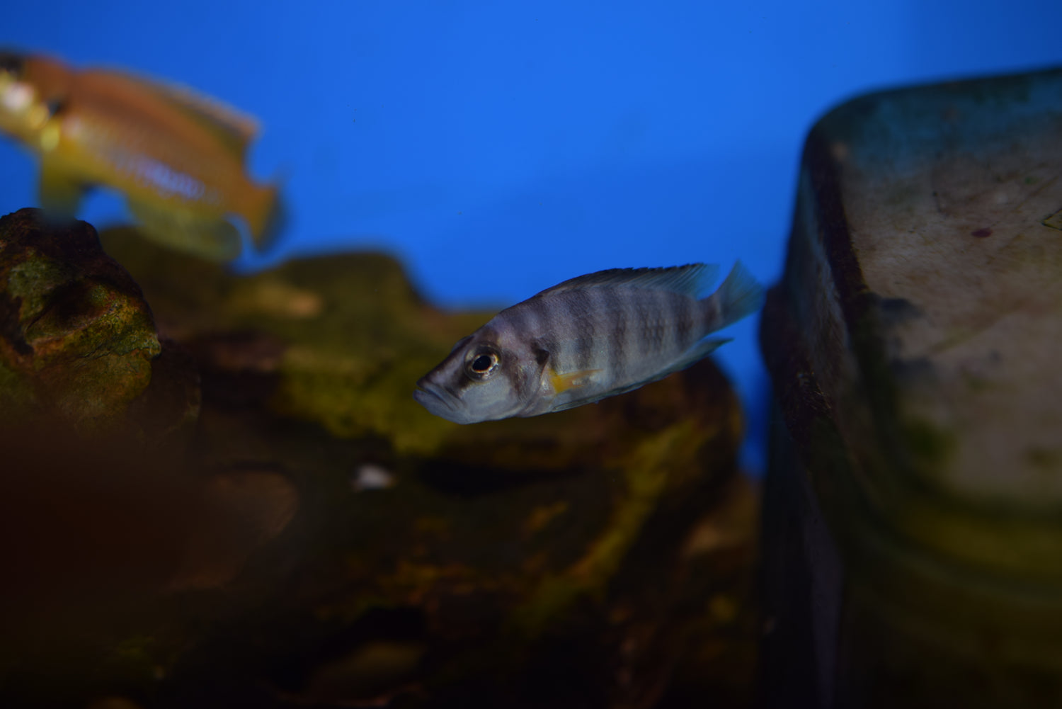 Altolamp. compressiceps "Sumbu Shellie"