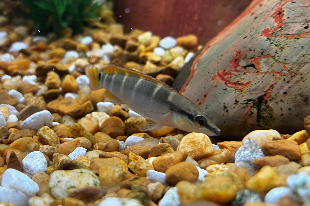 Crenicichla compressiceps