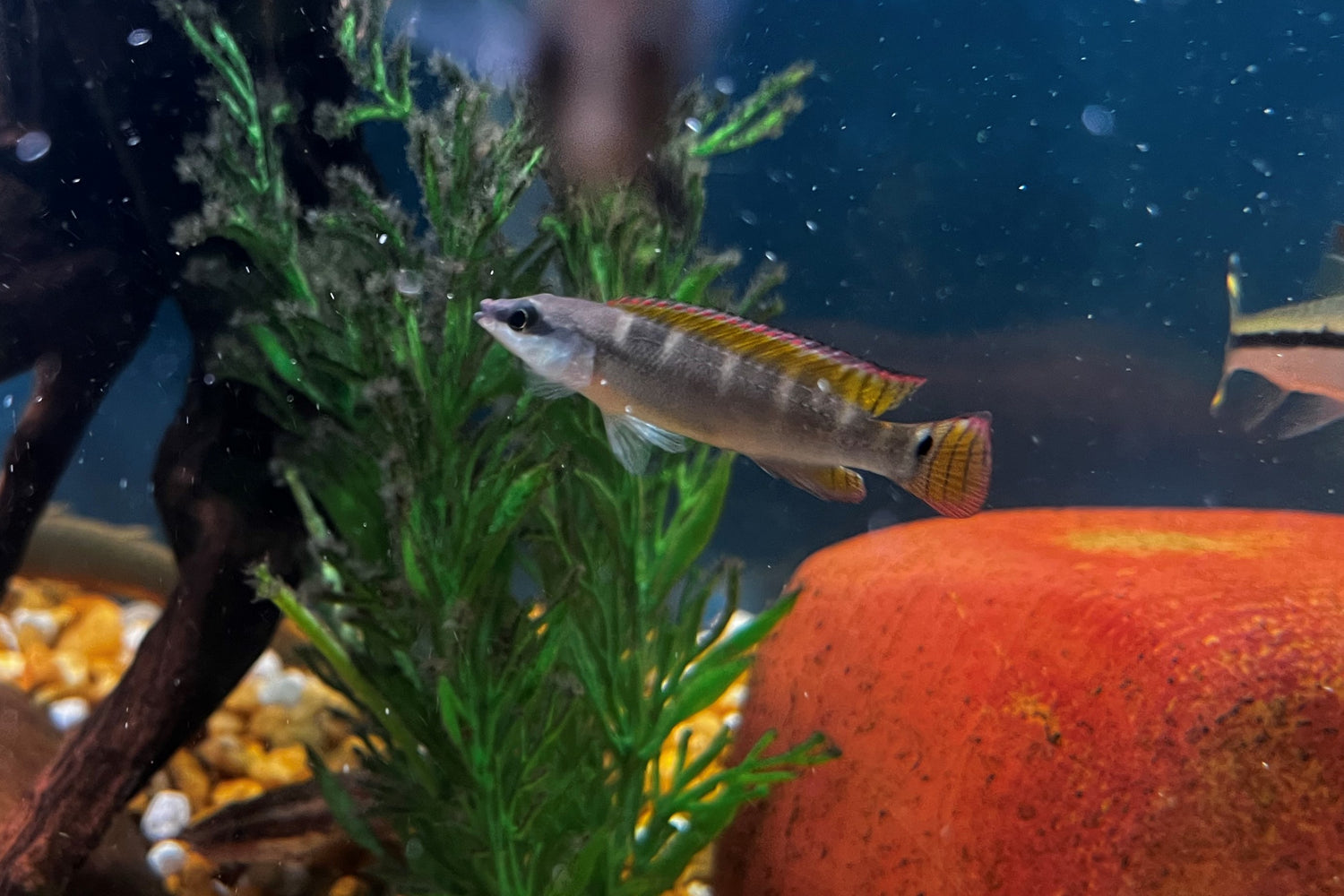 Crenicichla compressiceps