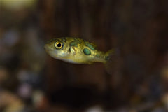 Dwarf Indian Pea Puffer