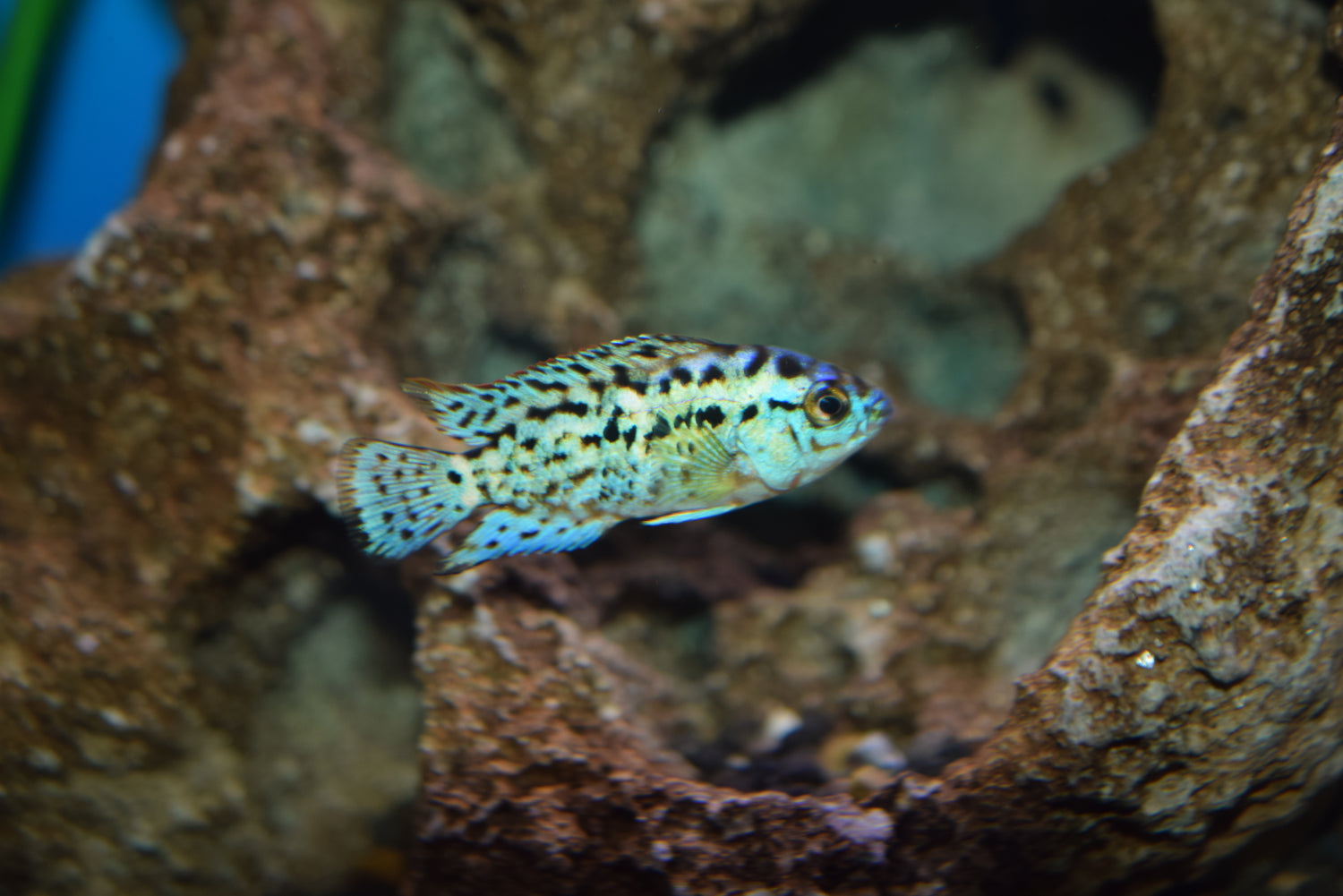 Electric Blue Jack Demspey