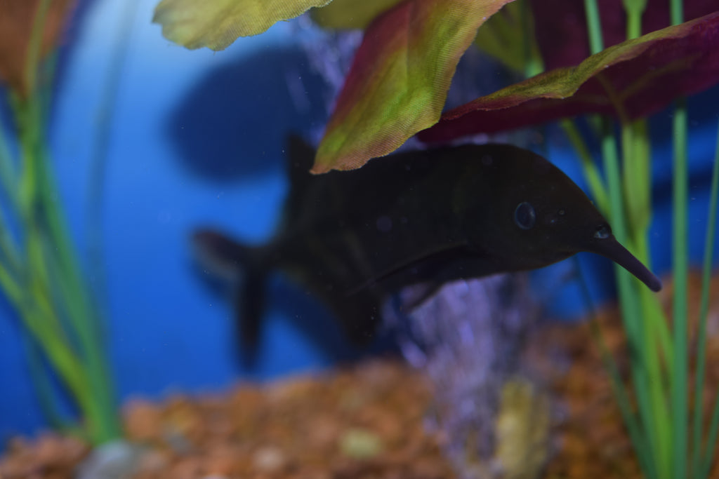 Elephant Nose Fish