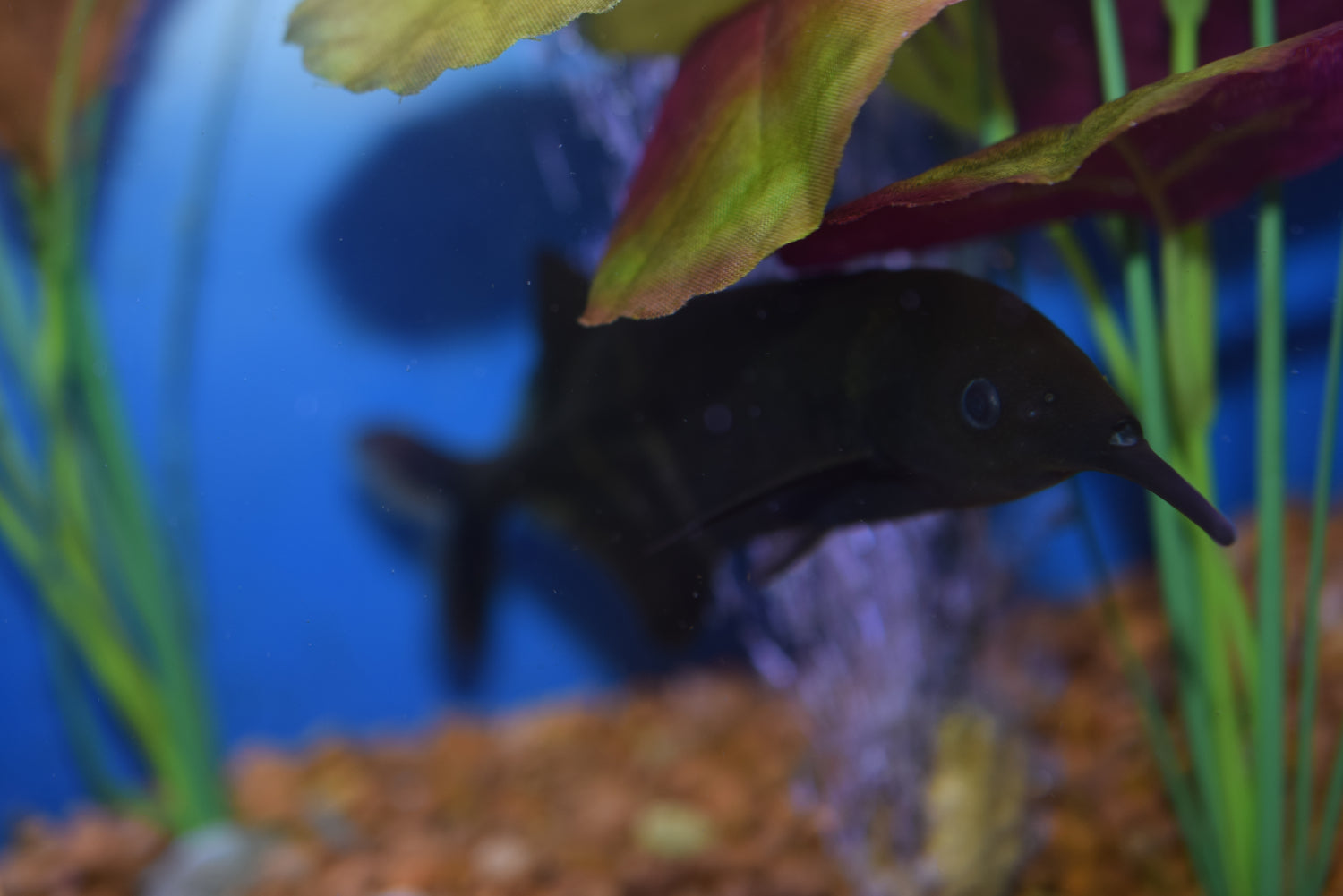 Elephant Nose Fish