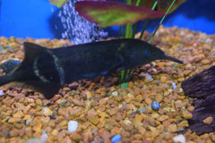 Elephant Nose Fish