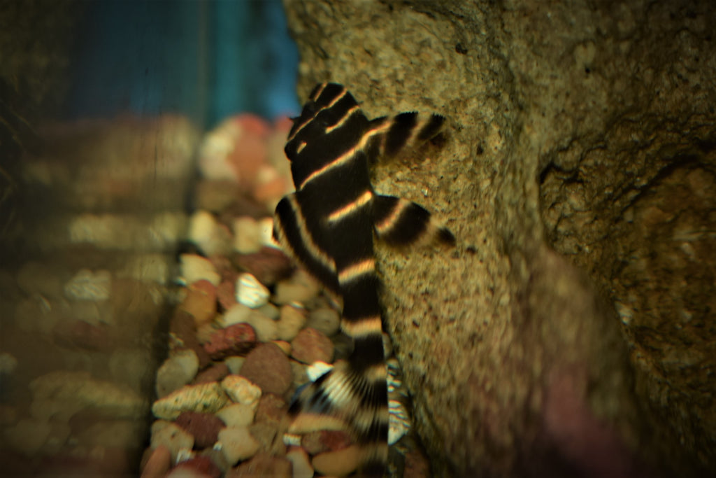 Emperor Pleco (L-204)