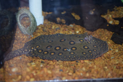 Motoro Stingray (Female)