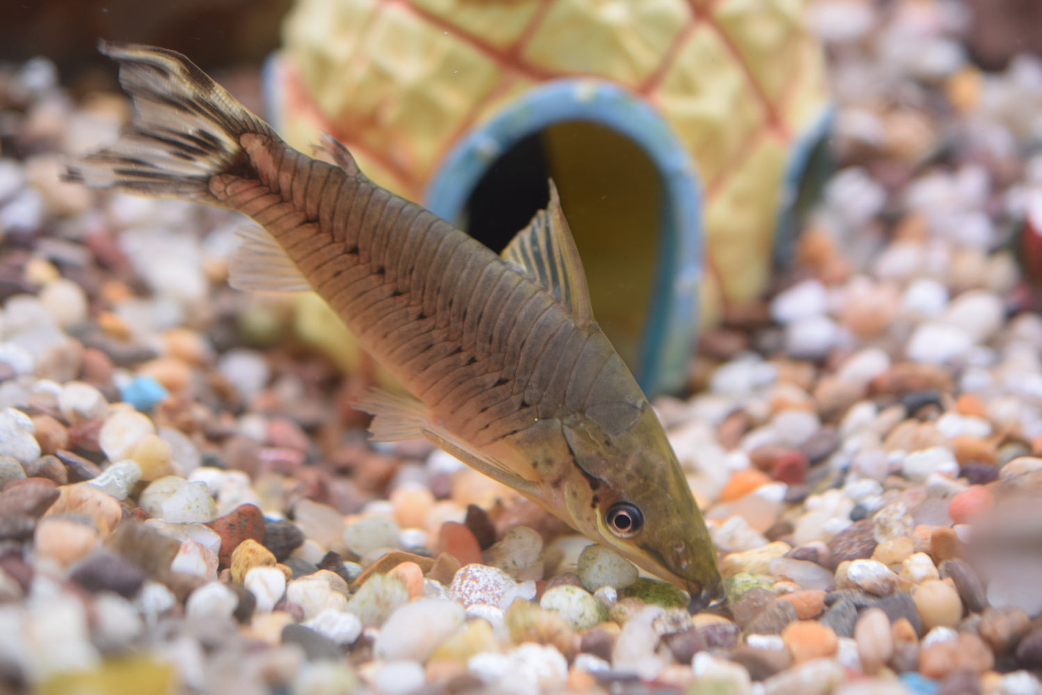 Flagtail Porthole Catfish
