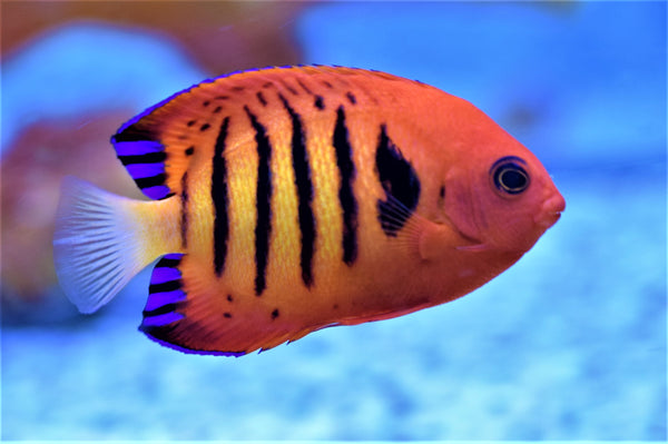 Flame angelfish care hotsell