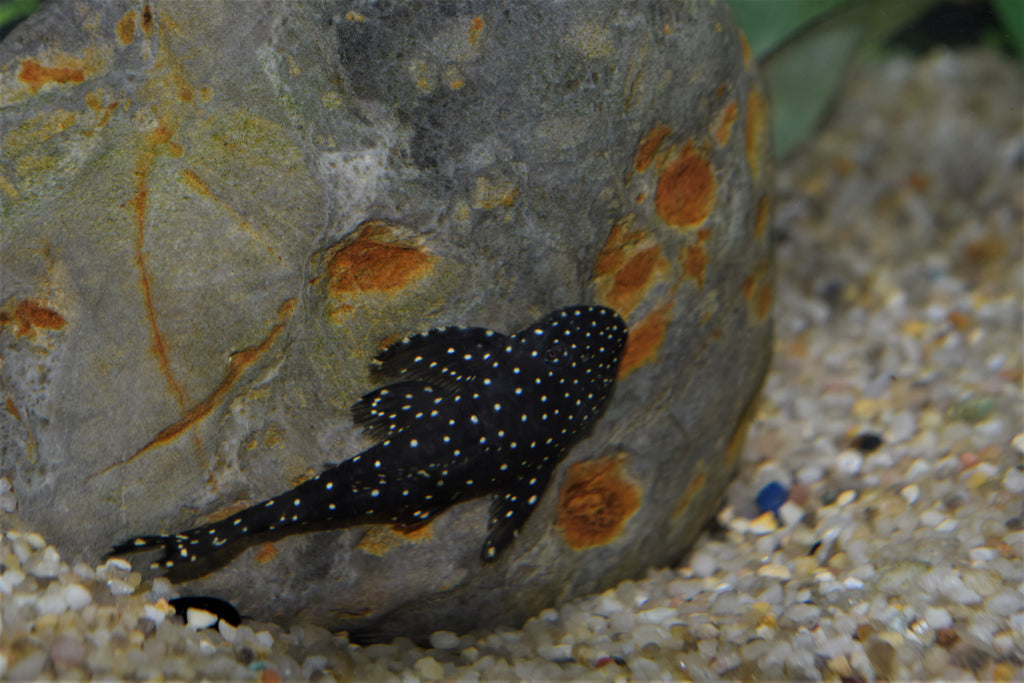 Flat Flyer Pleco (L-235)