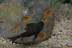 Flat Flyer Pleco (L-235)