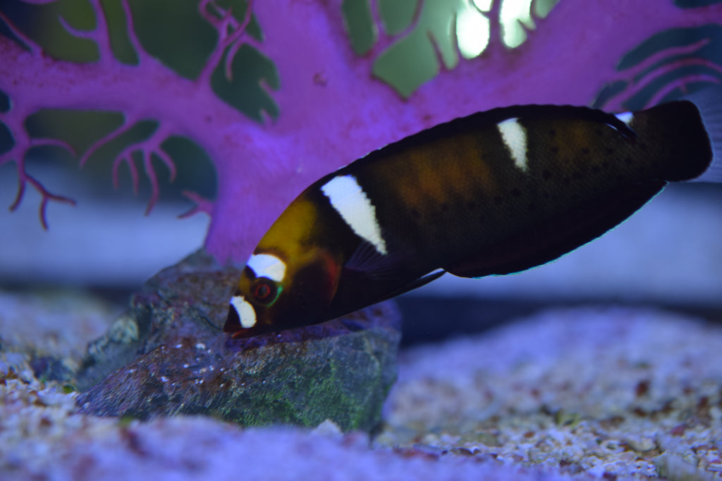 Formosa Wrasse